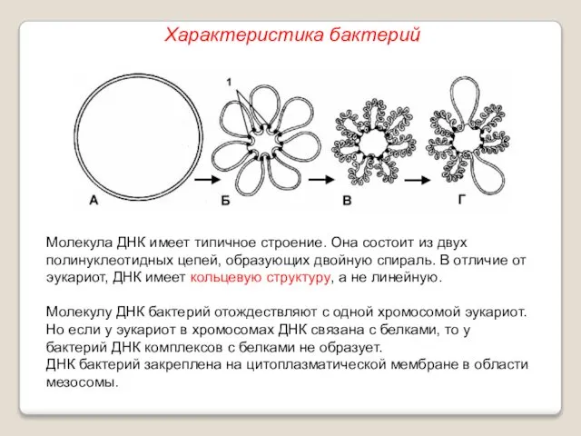 Молекула ДНК имеет типичное строение. Она состоит из двух полинуклеотидных цепей,