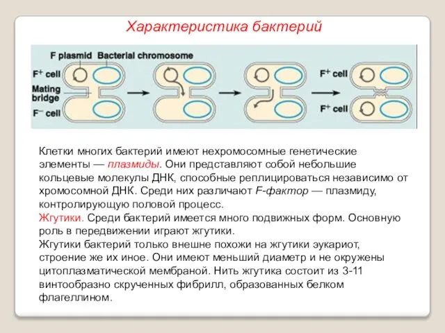 Клетки многих бактерий имеют нехромосомные генетические элементы — плазмиды. Они представляют