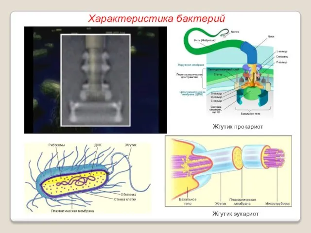 Жгутик эукариот Жгутик прокариот Характеристика бактерий