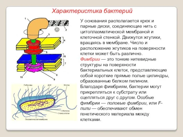 У основания располагается крюк и парные диски, соединяющие нить с цитоплазматической