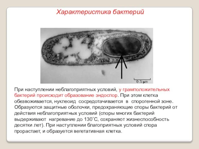 При наступлении неблагоприятных условий, у грамположительных бактерий происходит образование эндоспор. При