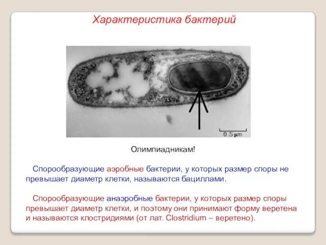 Олимпиадникам! Спорообразующие аэробные бактерии, у которых размер споры не превышает диаметр