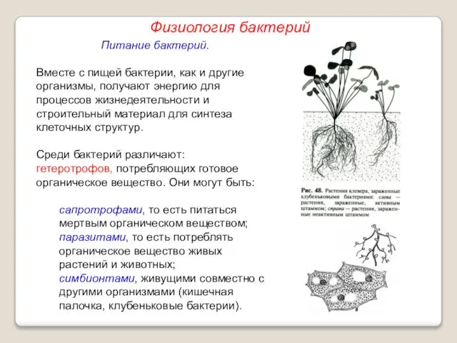 Питание бактерий. Вместе с пищей бактерии, как и другие организмы, получают