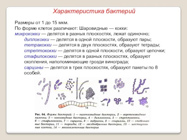 Размеры от 1 до 15 мкм. По форме клеток различают: Шаровидные