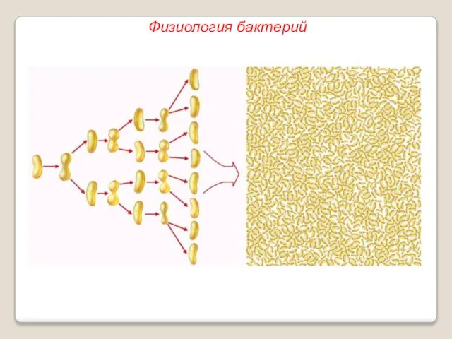 Физиология бактерий