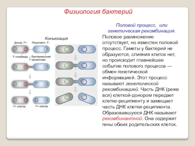 Половой процесс, или генетическая рекомбинация. Половое размножение отсутствует, но известен половой