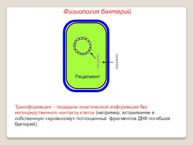 Трансформация – передача генетической информации без непосредственного контакта клеток (например, встраивание