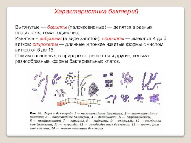 Вытянутые — бациллы (палочковидные) — делятся в разных плоскостях, лежат одиночно;