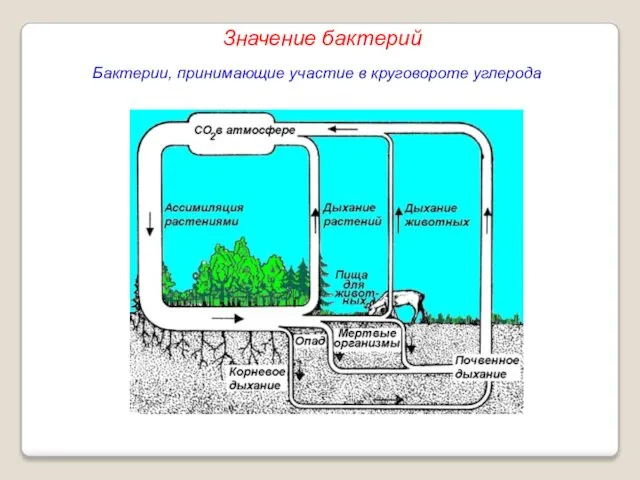 Бактерии, принимающие участие в круговороте углерода Значение бактерий