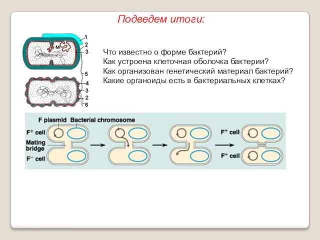 Подведем итоги: Что известно о форме бактерий? Как устроена клеточная оболочка