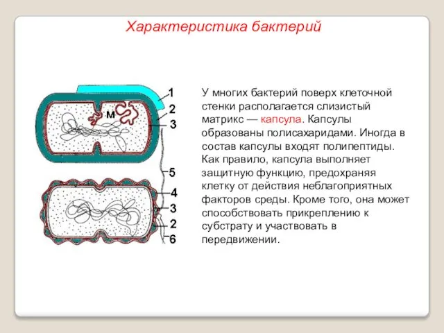 У многих бактерий поверх клеточной стенки располагается слизистый матрикс — капсула.