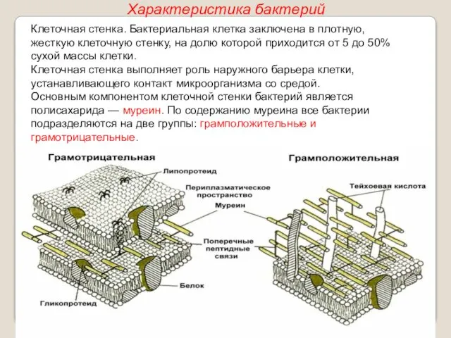 Клеточная стенка. Бактериальная клетка заключена в плотную, жесткую клеточную стенку, на