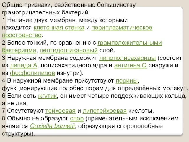 Общие признаки, свойственные большинству грамотрицательных бактерий: 1 Наличие двух мембран, между