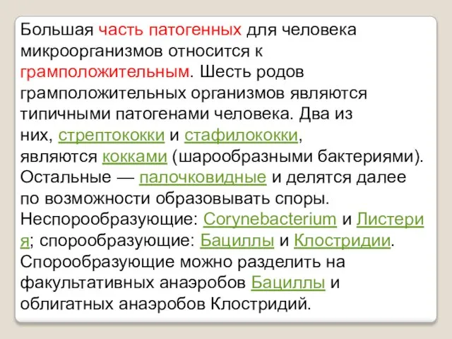 Большая часть патогенных для человека микроорганизмов относится к грамположительным. Шесть родов