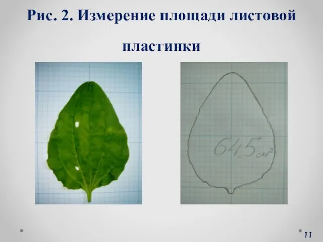 Рис. 2. Измерение площади листовой пластинки 11