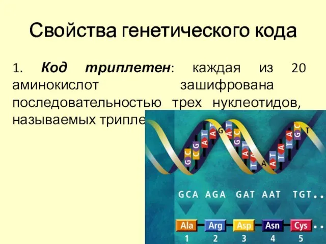 Свойства генетического кода 1. Код триплетен: каждая из 20 аминокислот зашифрована