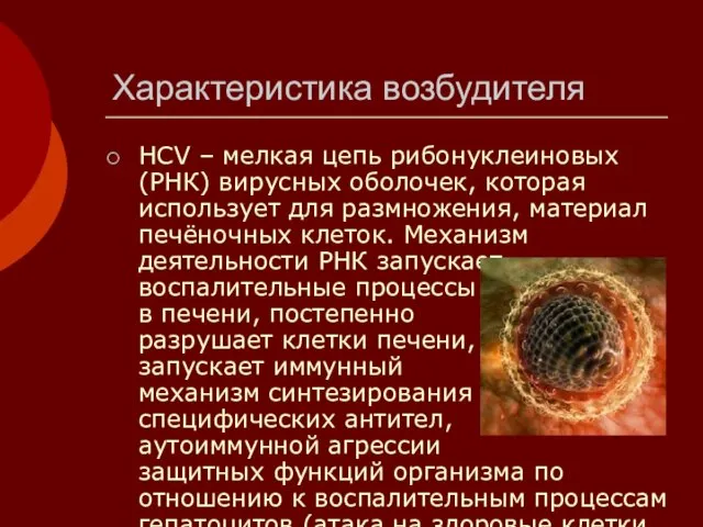 Характеристика возбудителя HCV – мелкая цепь рибонуклеиновых (РНК) вирусных оболочек, которая