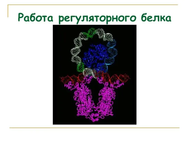 Работа регуляторного белка