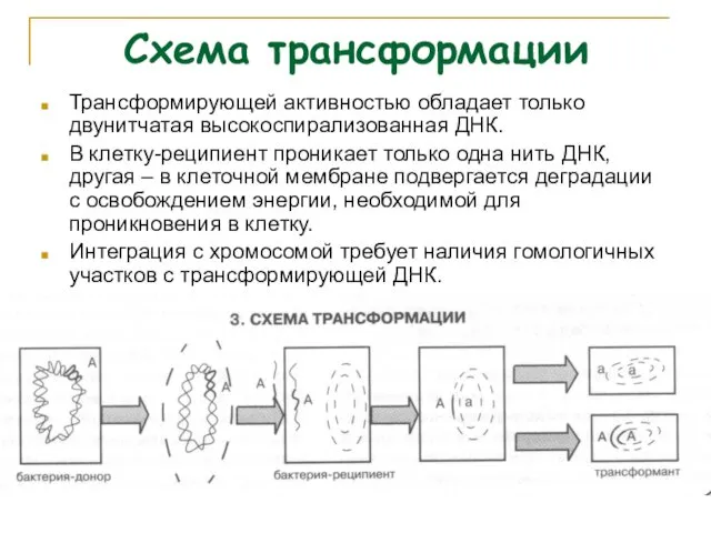 Схема трансформации Трансформирующей активностью обладает только двунитчатая высокоспирализованная ДНК. В клетку-реципиент