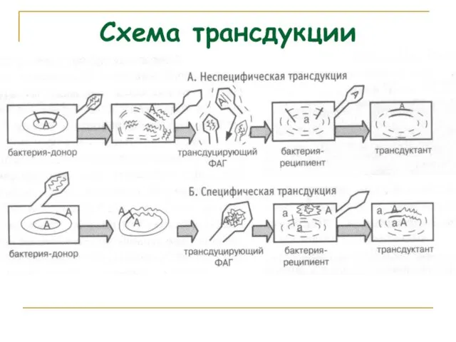 Схема трансдукции