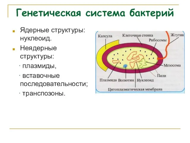 Генетическая система бактерий Ядерные структуры: нуклеоид. Неядерные структуры: ∙ плазмиды, ∙ вставочные последовательности; ∙ транспозоны.