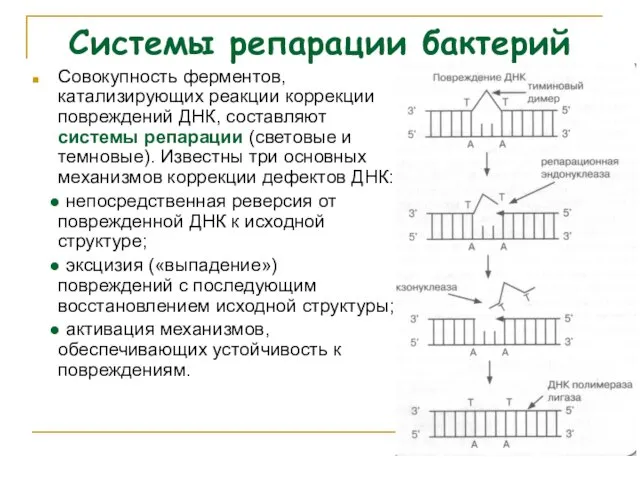 Системы репарации бактерий Совокупность ферментов, катализирующих реакции коррекции повреждений ДНК, составляют