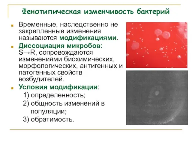 Фенотипическая изменчивость бактерий Временные, наследственно не закрепленные изменения называются модификациями. Диссоциация