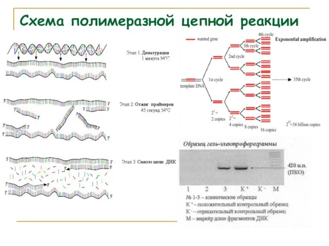 Схема полимеразной цепной реакции