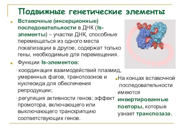 Подвижные генетические элементы Вставочные (инсерционные) последовательности в ДНК (Is-элементы) – участки