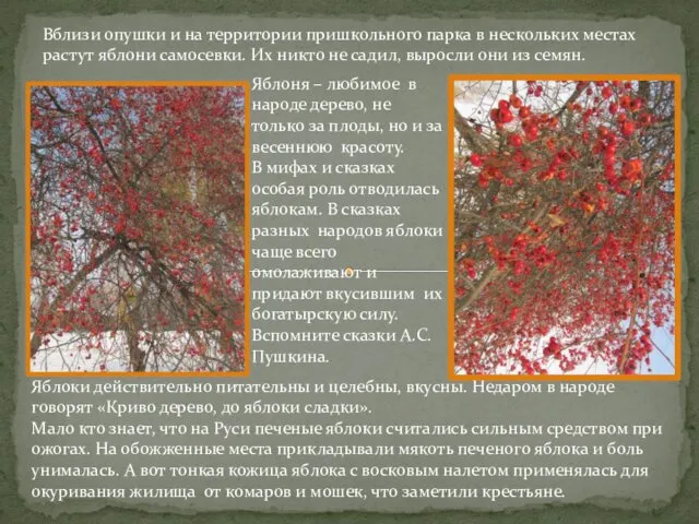 Вблизи опушки и на территории пришкольного парка в нескольких местах растут