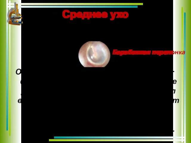 Среднее ухо находится за барабанной перепонкой. Оно заполнено воздухом. Узкий канал