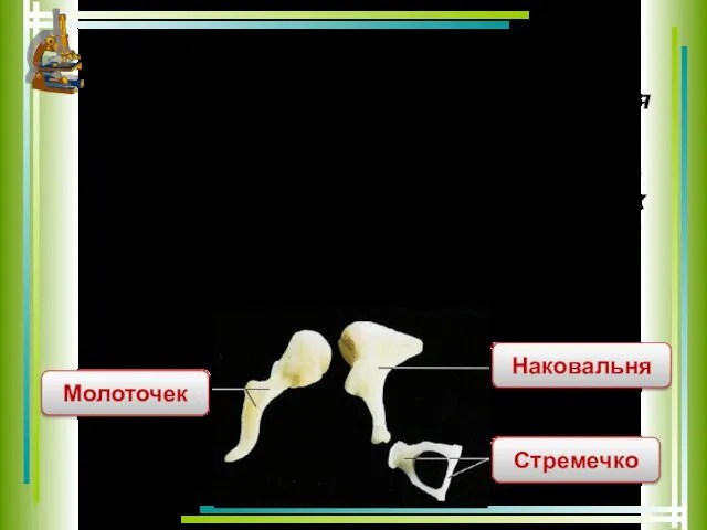 Через молоточек, наковальню и стремя колебания барабанной перепонки передается перепонке овального