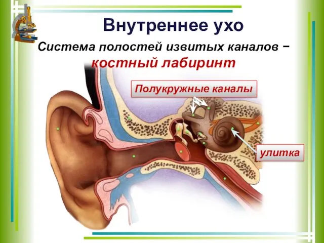 Внутреннее ухо улитка Система полостей извитых каналов − костный лабиринт Полукружные каналы