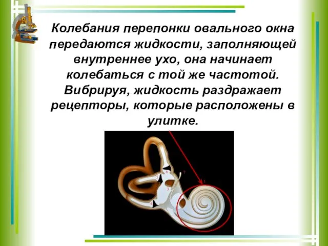 Колебания перепонки овального окна передаются жидкости, заполняющей внутреннее ухо, она начинает