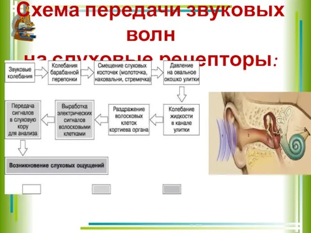 Схема передачи звуковых волн на слуховые рецепторы: