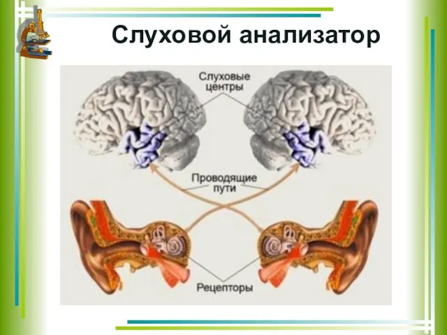 Слуховой анализатор