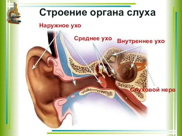 Наружное ухо Среднее ухо Внутреннее ухо Слуховой нерв Строение органа слуха