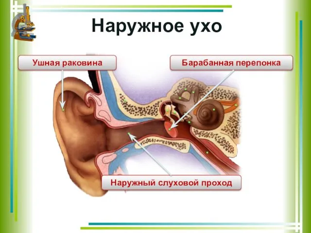 Наружное ухо Ушная раковина Наружный слуховой проход Барабанная перепонка