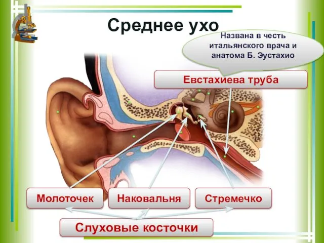 Среднее ухо Молоточек Наковальня Стремечко Слуховые косточки Евстахиева труба Названа в