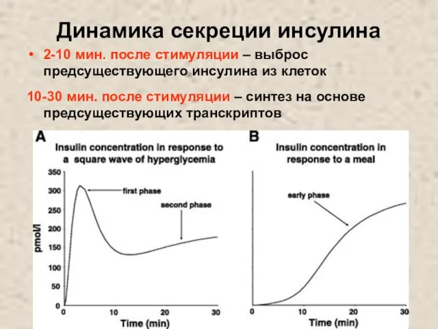 Динамика секреции инсулина 2-10 мин. после стимуляции – выброс предсуществующего инсулина