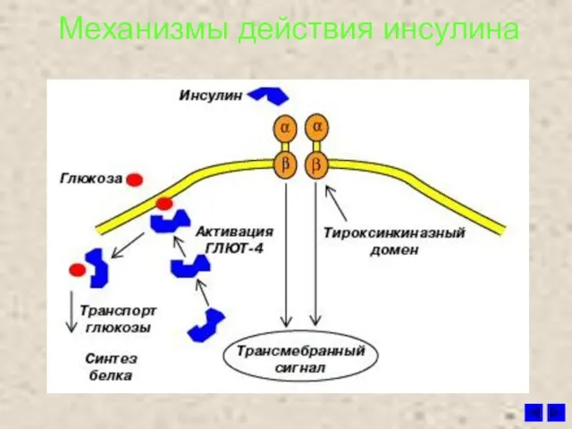 Механизмы действия инсулина