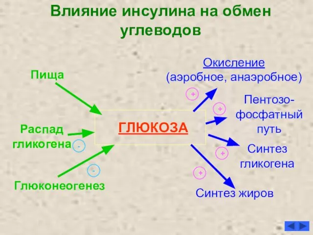 Влияние инсулина на обмен углеводов ГЛЮКОЗА Глюконеогенез Распад гликогена Пища Окисление