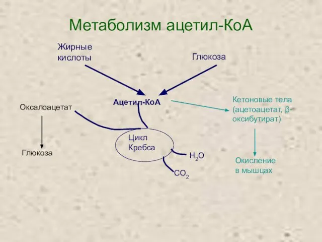 Метаболизм ацетил-КоА Оксалоацетат Глюкоза Кетоновые тела (ацетоацетат, β-оксибутират) Окисление в мышцах