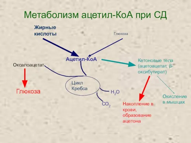 Метаболизм ацетил-КоА при СД Оксалоацетат Глюкоза Кетоновые тела (ацетоацетат, β-оксибутират) Окисление