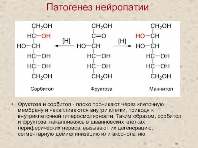 Патогенез нейропатии Фруктоза и сорбитол - плохо проникают через клеточную мембрану