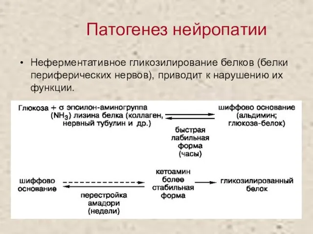 Неферментативное гликозилирование белков (белки периферических нервов), приводит к нарушению их функции. Патогенез нейропатии