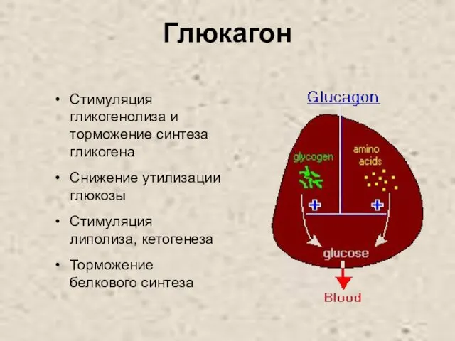 Глюкагон Стимуляция гликогенолиза и торможение синтеза гликогена Снижение утилизации глюкозы Стимуляция липолиза, кетогенеза Торможение белкового синтеза