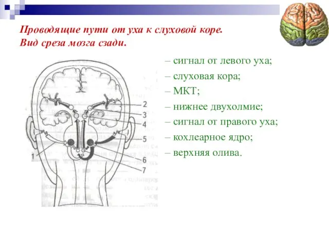 Проводящие пути от уха к слуховой коре. Вид среза мозга сзади.