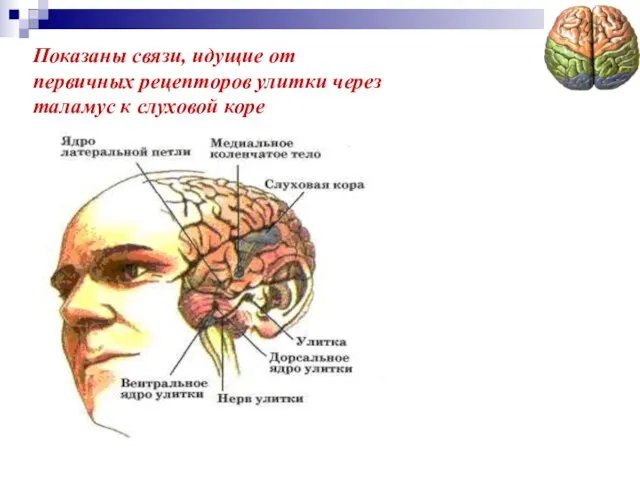 Показаны связи, идущие от первичных рецепторов улитки через таламус к слуховой коре