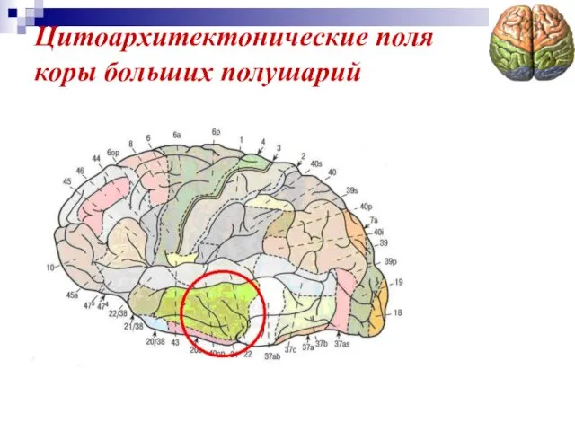 Цитоархитектонические поля коры больших полушарий